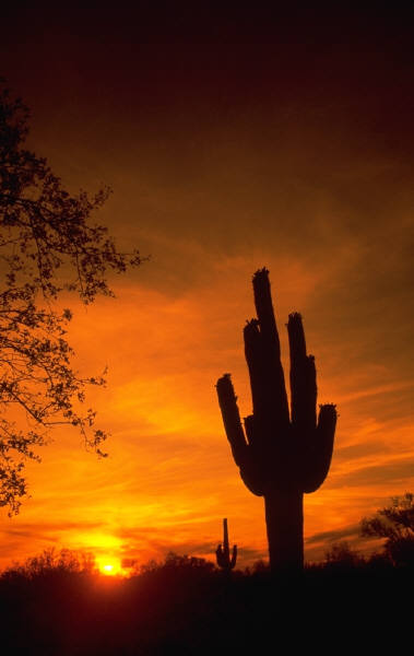 Why Phoenix Is A Fabulous Place To Live