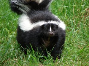 How To Deal With Skunks