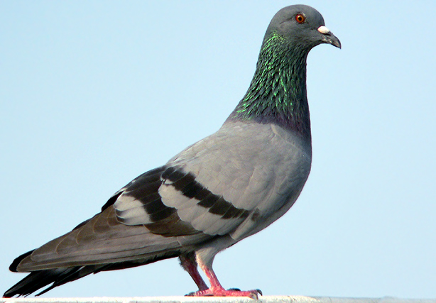 Why You Need To Get Rid Of Pigeons On Your Property