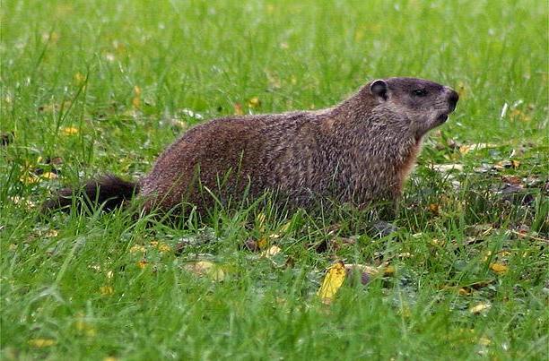 Signs That A Groundhog Is Infesting Your Garden