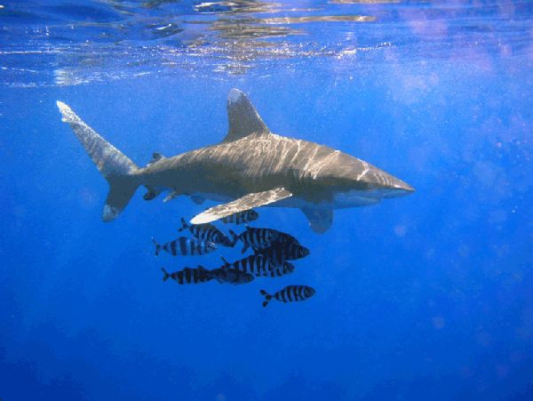 Why We Should Save The White Tip Shark