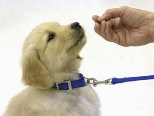 Puppy Training – 6 Tips For A Wonderful First Week