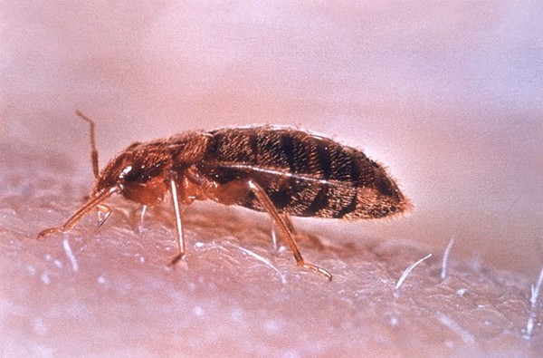 What The #@!% Are Bed Bugs?