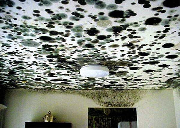 Untreated Mold In Your Home Can Cause Depression