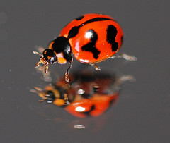 Myths, Legends, And Stories Of The Lady Bug