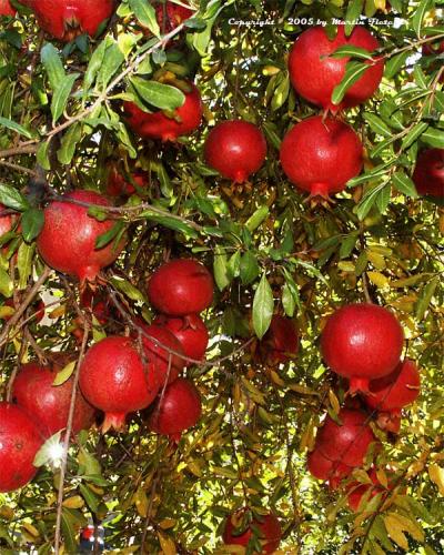 Pruning And Caring For Pomegranate Trees