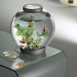 Reasons Why Acrylic Glass is the Best Choice for an Aquarium