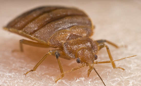 Bed Bug Control To Deal With A Pest That Is Increasingly Spreading