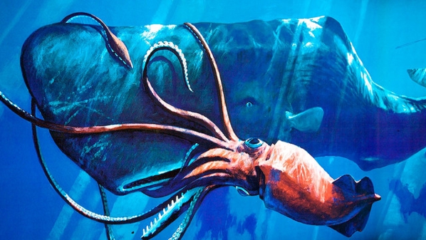 How The Colossal Squid Sees In The Deep Sea