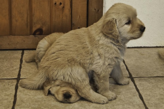 Adopting Sibling Puppies