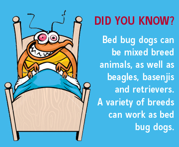 What You Need to Know About Bed Bug Dogs