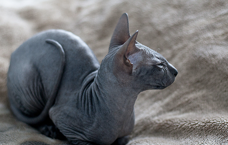 The Rarest and Most Expensive Cat Breeds