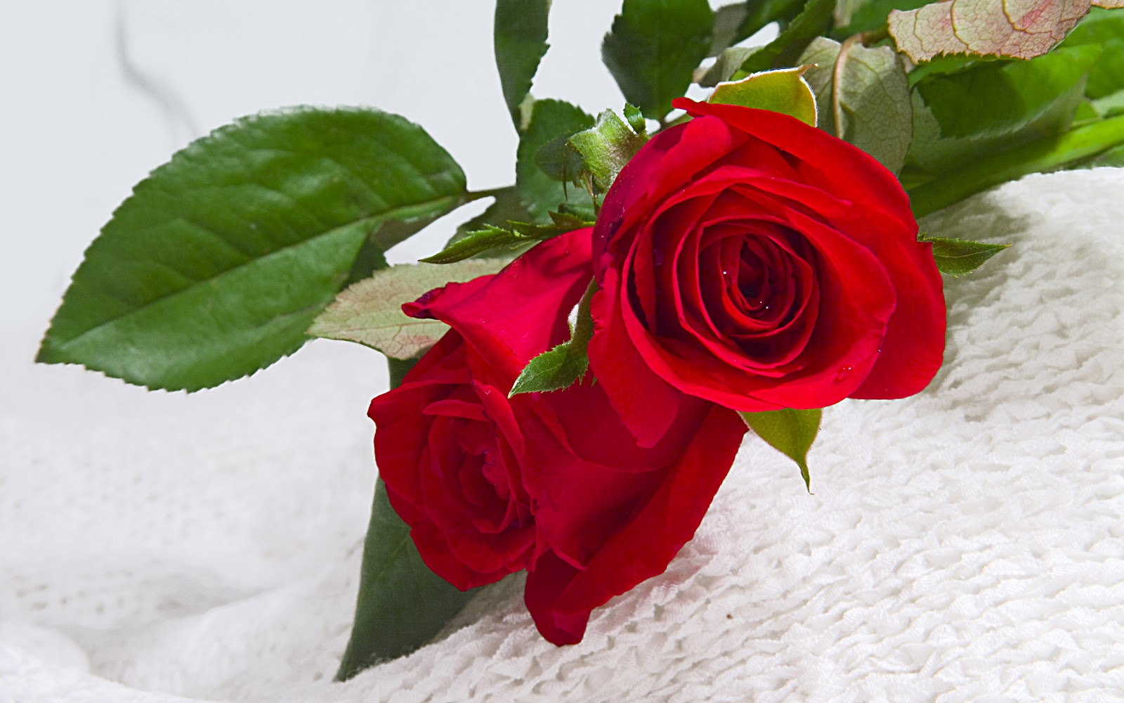 Have Roses Delivered To You Wherever You Are