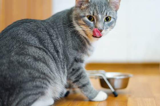 Signs That Your Cat May Be Overweight