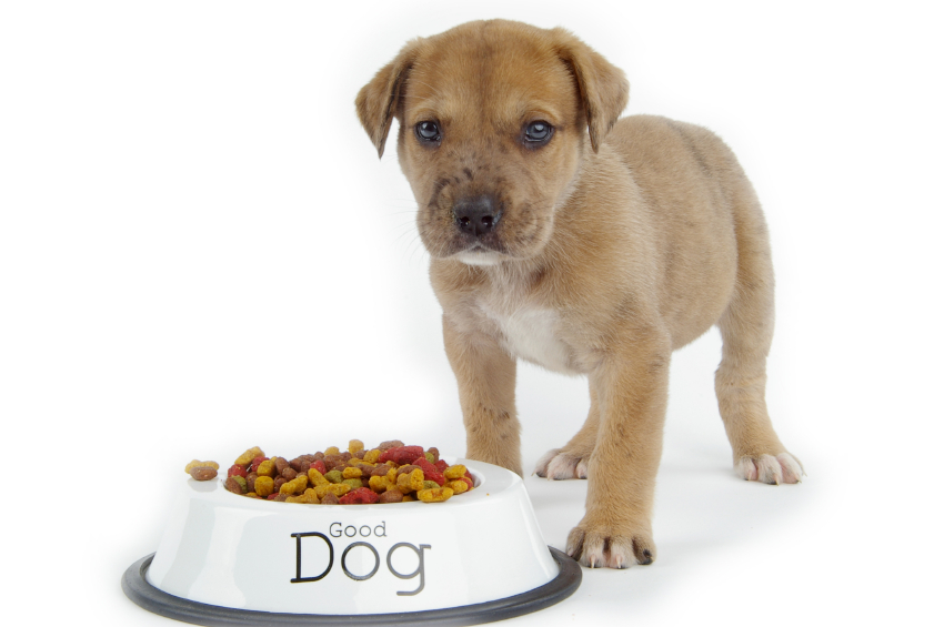 The Importance Of Feeding Your Dog Healthy Food