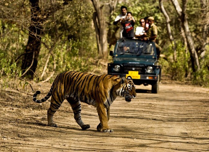 A Trip To Jim Corbett – An Encounter With The Stripped Kind
