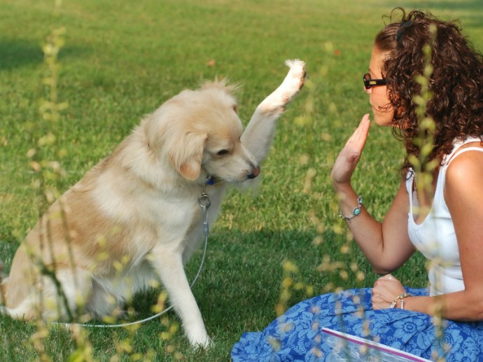 5 Reasons Why Live Is Better When You Teach Your Dog Obedience