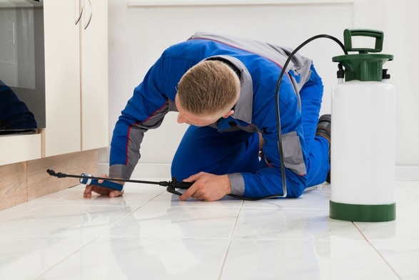 Why You Should Use Professional Pest Control Services Instead Of DIY