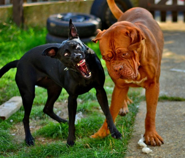 4 Fool-Proof Ways To Identify An Aggressive or Rabid Dog