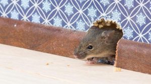 Rats! How To Keep Rodents and Other Pests Out Of Your Home This Fall