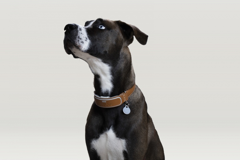 Dog Collar Types Explained