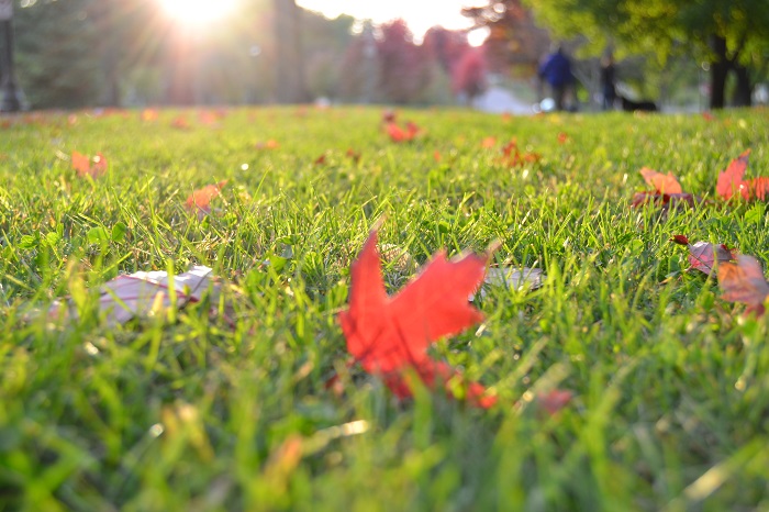All-Season Care: 4 Benefits Of Year-Round Lawn Care