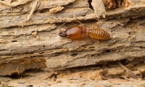 Home Destroyers: How To Handle An Ongoing Termite Problem