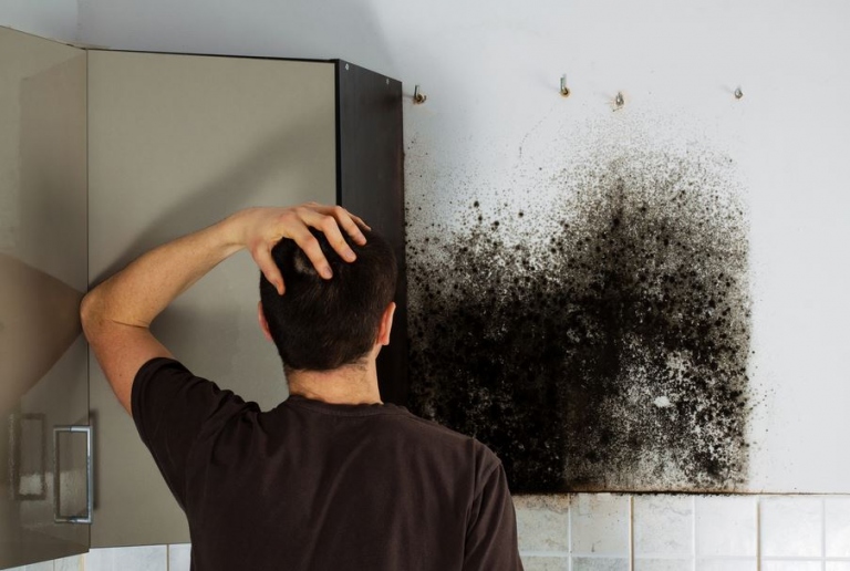 Mold Attacks! 3 Signs You Need Professional Plumbing Repair