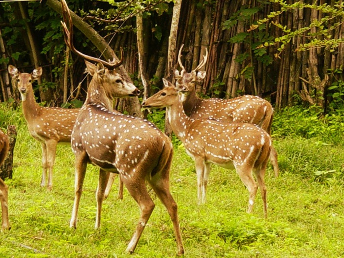 Best Wildlife Sanctuaries In South India