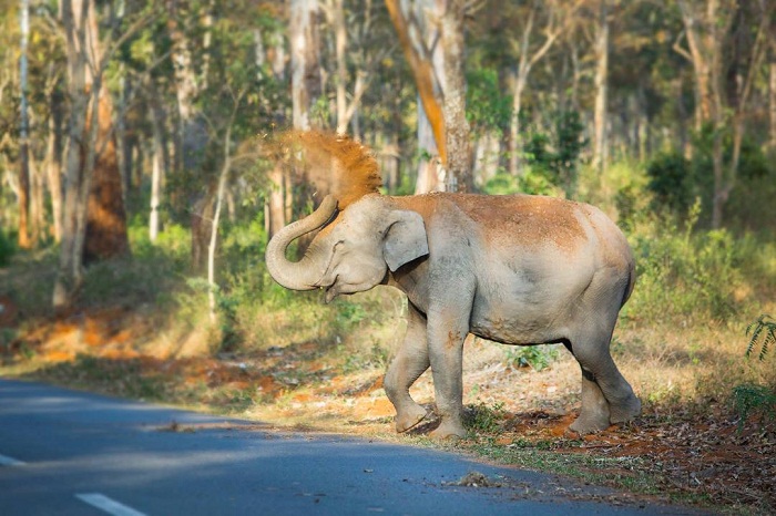 Best Wildlife Sanctuaries In South India