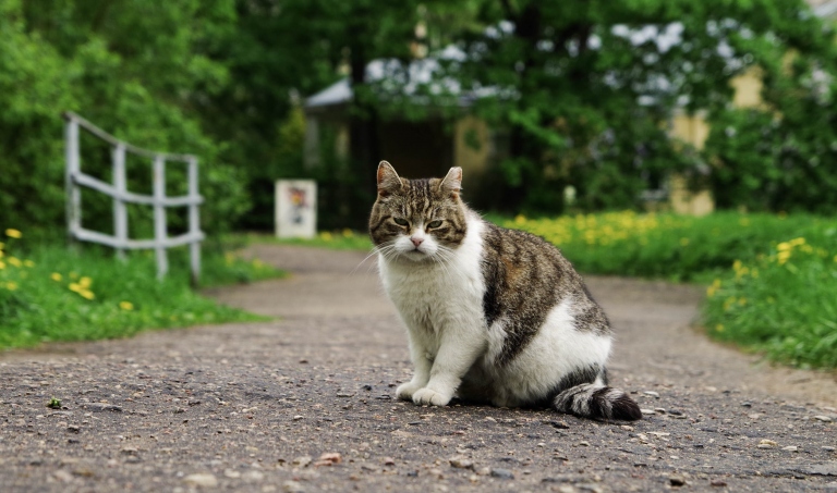 Have a Cat Who Likes to Go Outside? Top Safety Tips to Consider