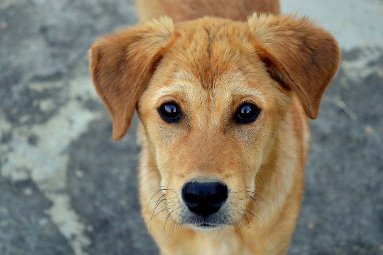 4 Steps to Take Immediately After Bringing a Pet Home from a Shelter