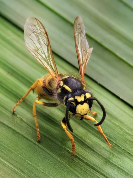 Carpenter Ants, Termites and Wasps: Why You Should Be Weary of These Pests