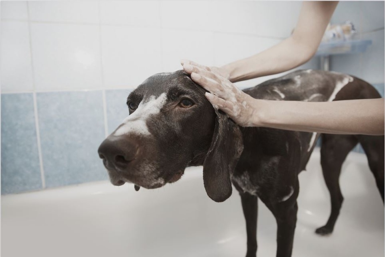 What to Consider When Grooming Your Dog At Home