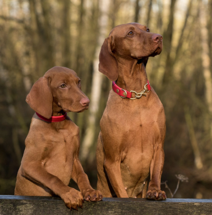 How to Begin to Train Your Dog to Be the Perfect Hunting Companion