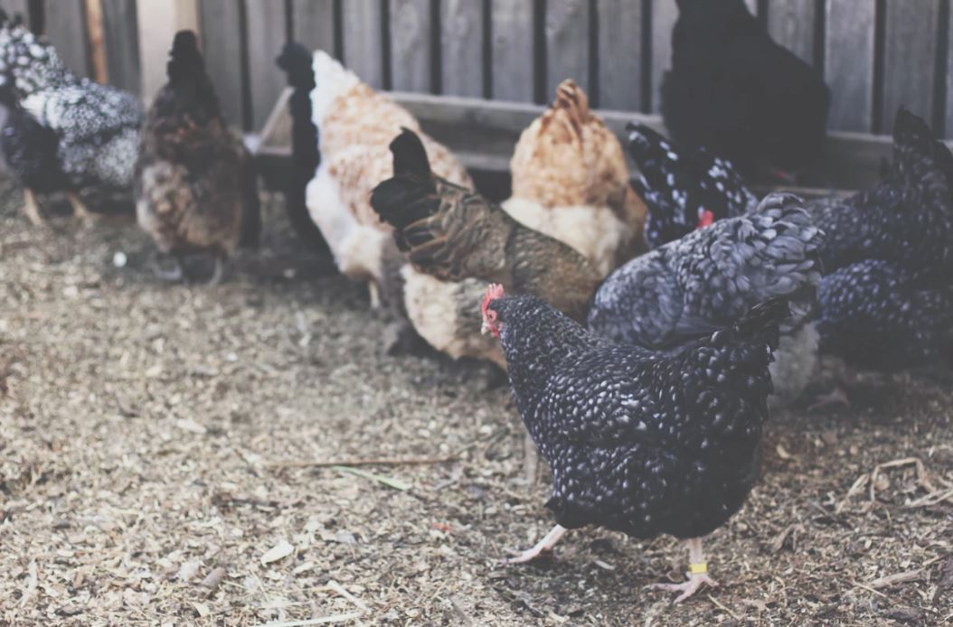 3 Ways Backyard Chickens are Used in Therapy