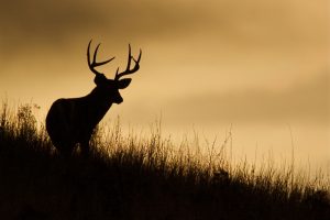 4 Ways to Prepare For Spring Hunting Trips