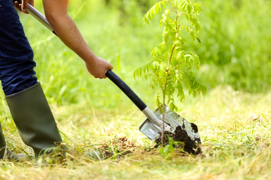 How To Determine Which Plants and Trees To Get Rid Of In Your Yard This Spring