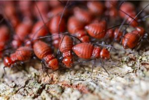 Got Termites? How to Eradicate Them For Good