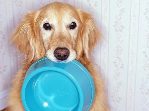 Pet Food Tips - 3 Places To Choose The Best Pet Food For Your Lovely Pet!