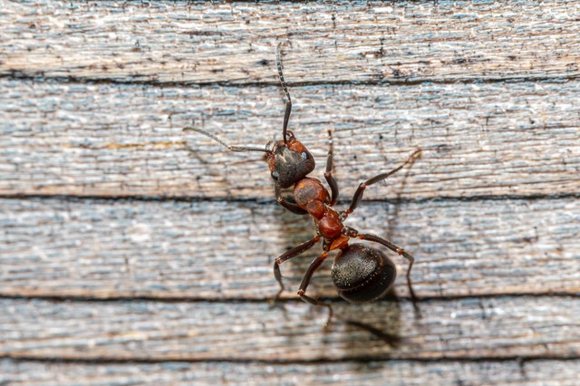 5 Household Pests to Watch For That Can Harm Your Family