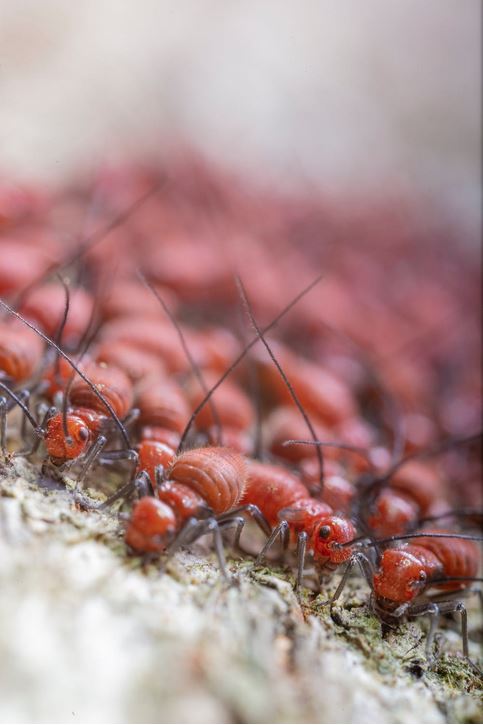 Finding Termites in Your Garden: When It’s a Concern and What You Should Do About It